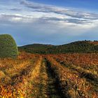 LE MOULIN DANS LA VIGNE 2