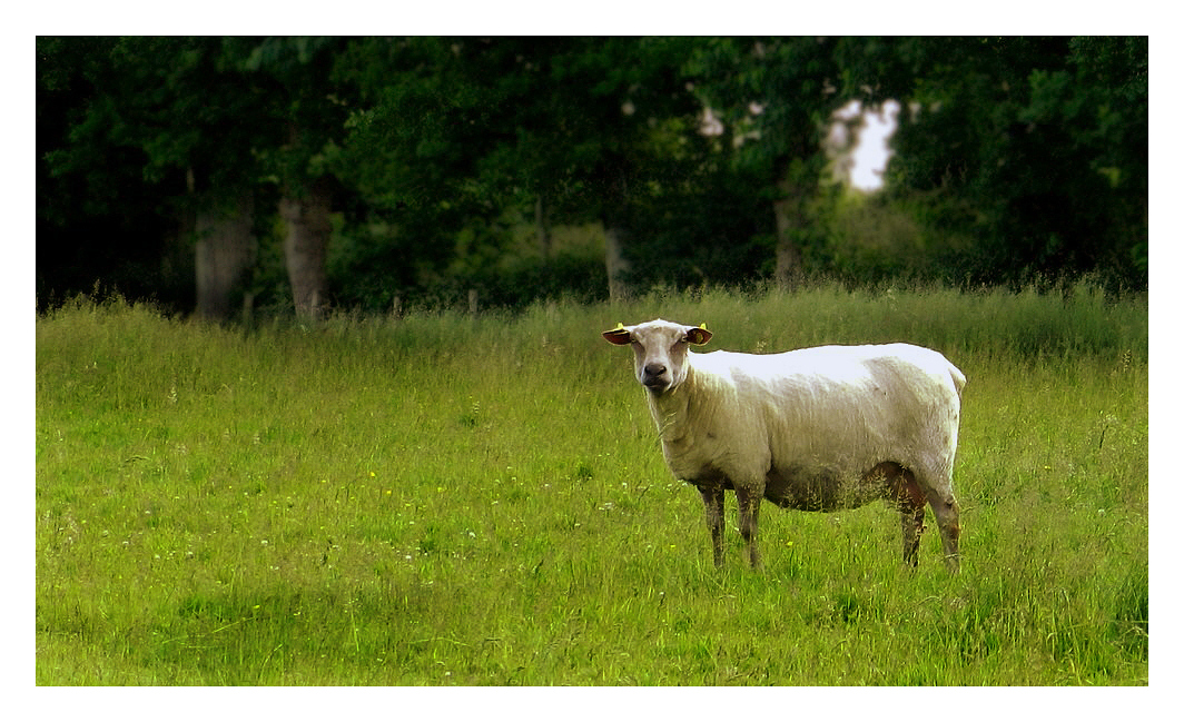 le mouton