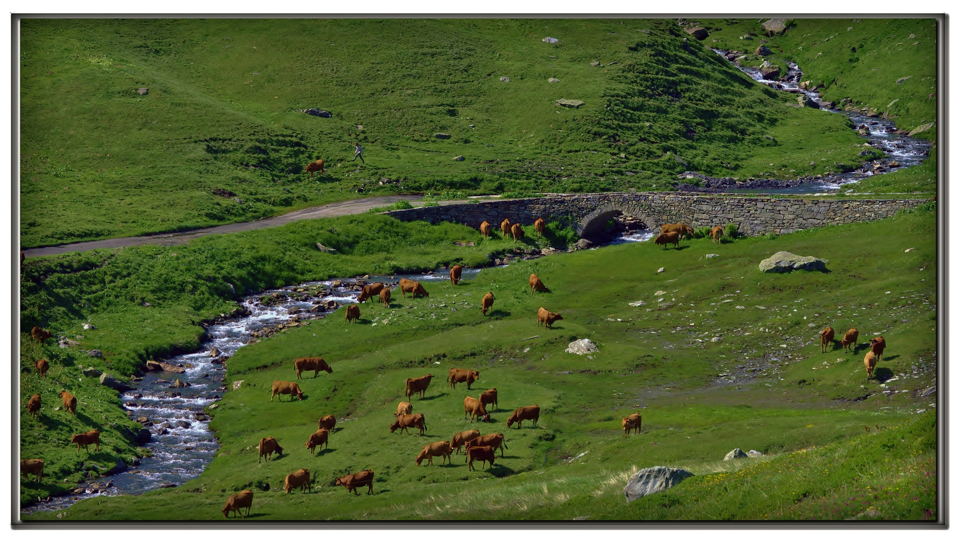 le mucche dei buoni formaggi alpini....