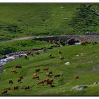 le mucche dei buoni formaggi alpini....