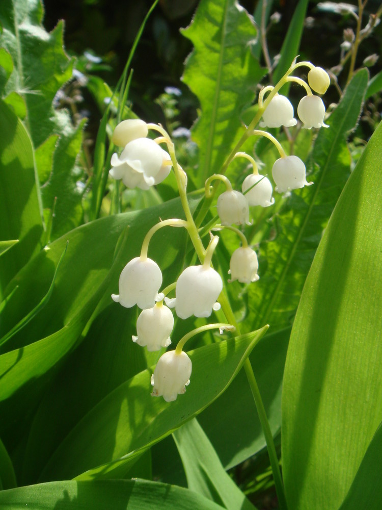 Le muguet.