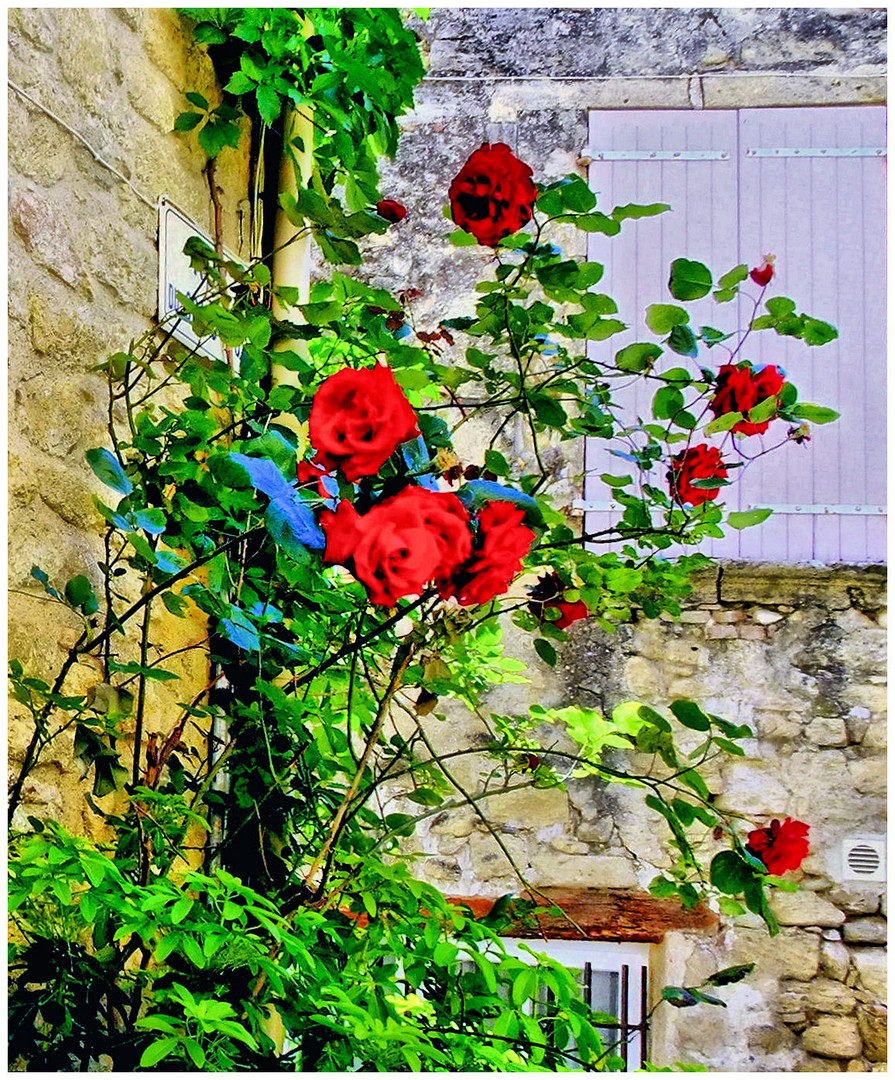 Le mur aux roses