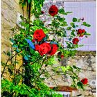 Le mur aux roses