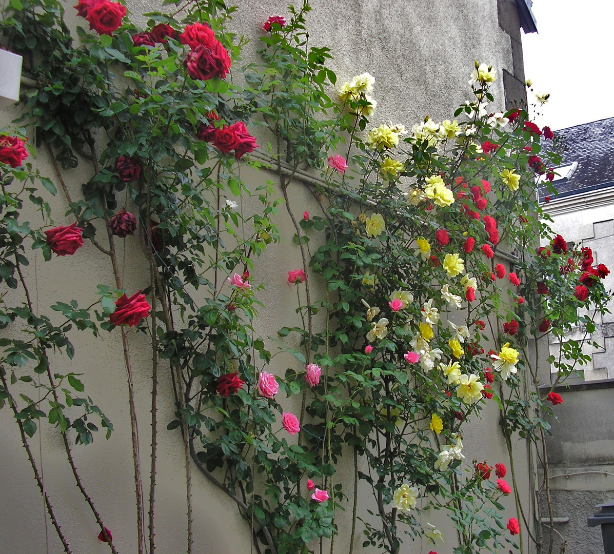 Le mur de roses