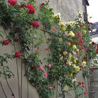 Le mur de roses