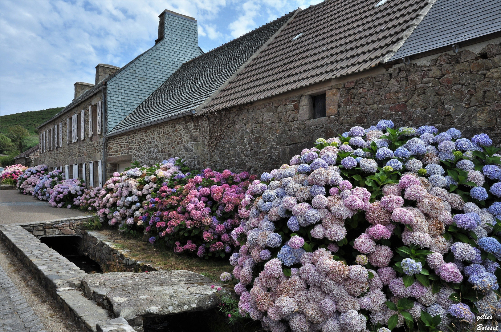 Le mur d'hortensias