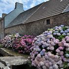 Le mur d'hortensias