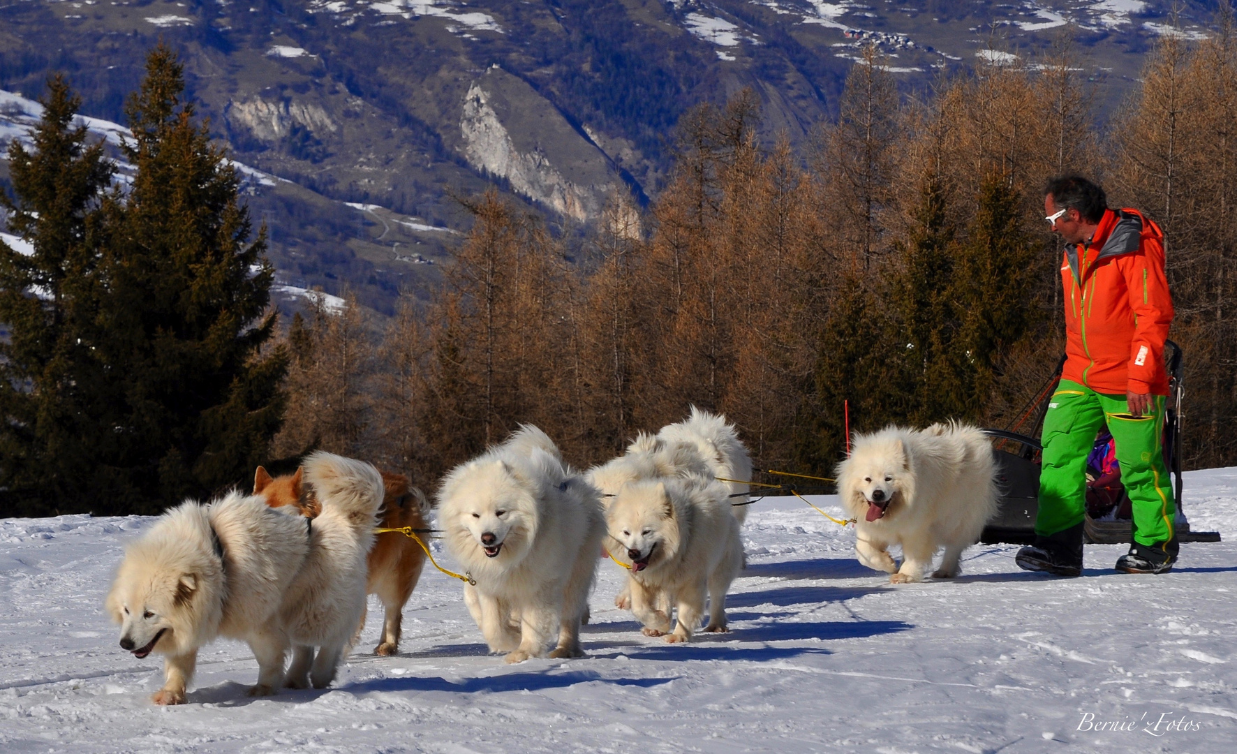 Le musher et ses soldats