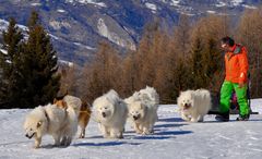 Le musher et ses soldats