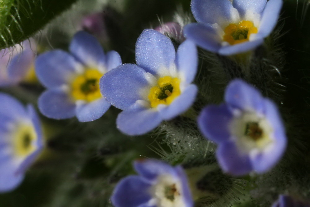 Le myosotis ou "oreille de souris"