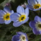 Le myosotis ou "oreille de souris"