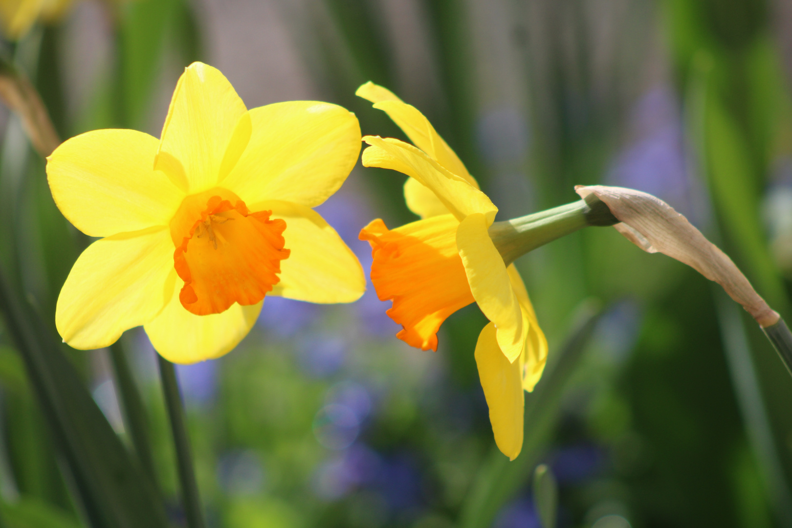 ...le narcisse jaune !!!...