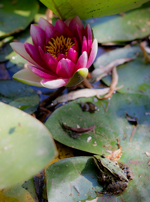 le Nénuphar et la Grenuoille 