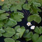 Le nénuphar ou nymphéa (Nymphaea).