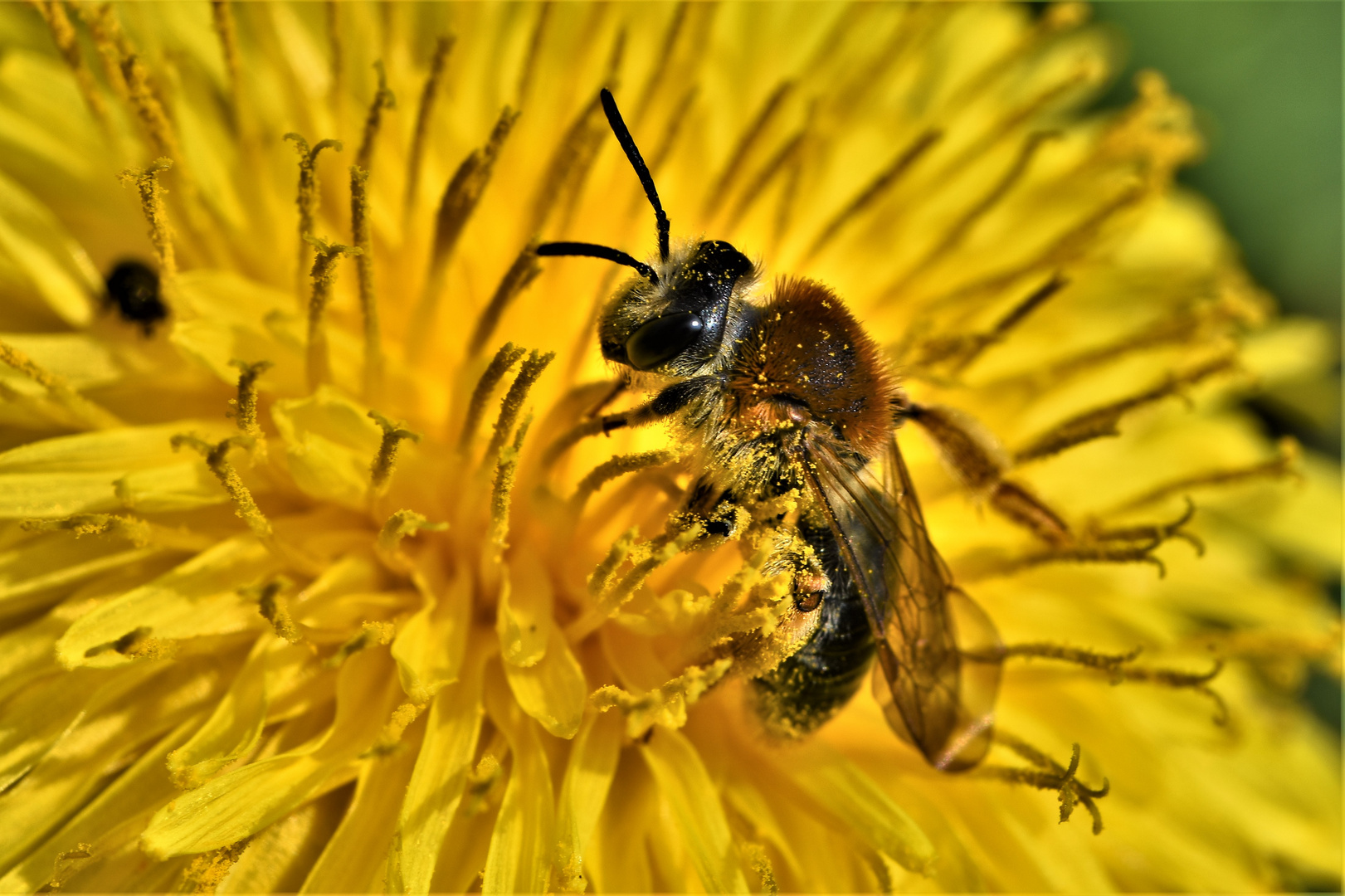 Le nez dans le pollen