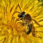 Le nez dans le pollen