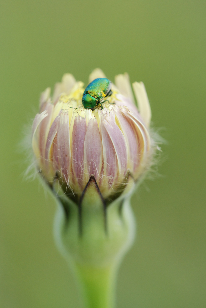 le nez dans le pollen