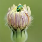 le nez dans le pollen