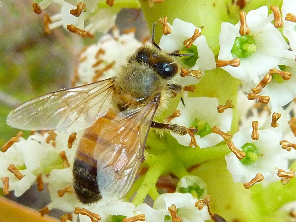 Le nez dans les fleurs