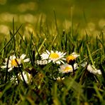 le nez dans l'herbe