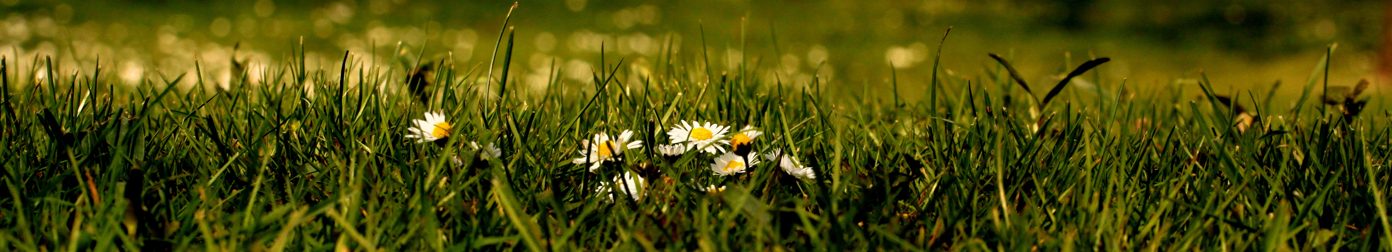 le nez dans l'herbe