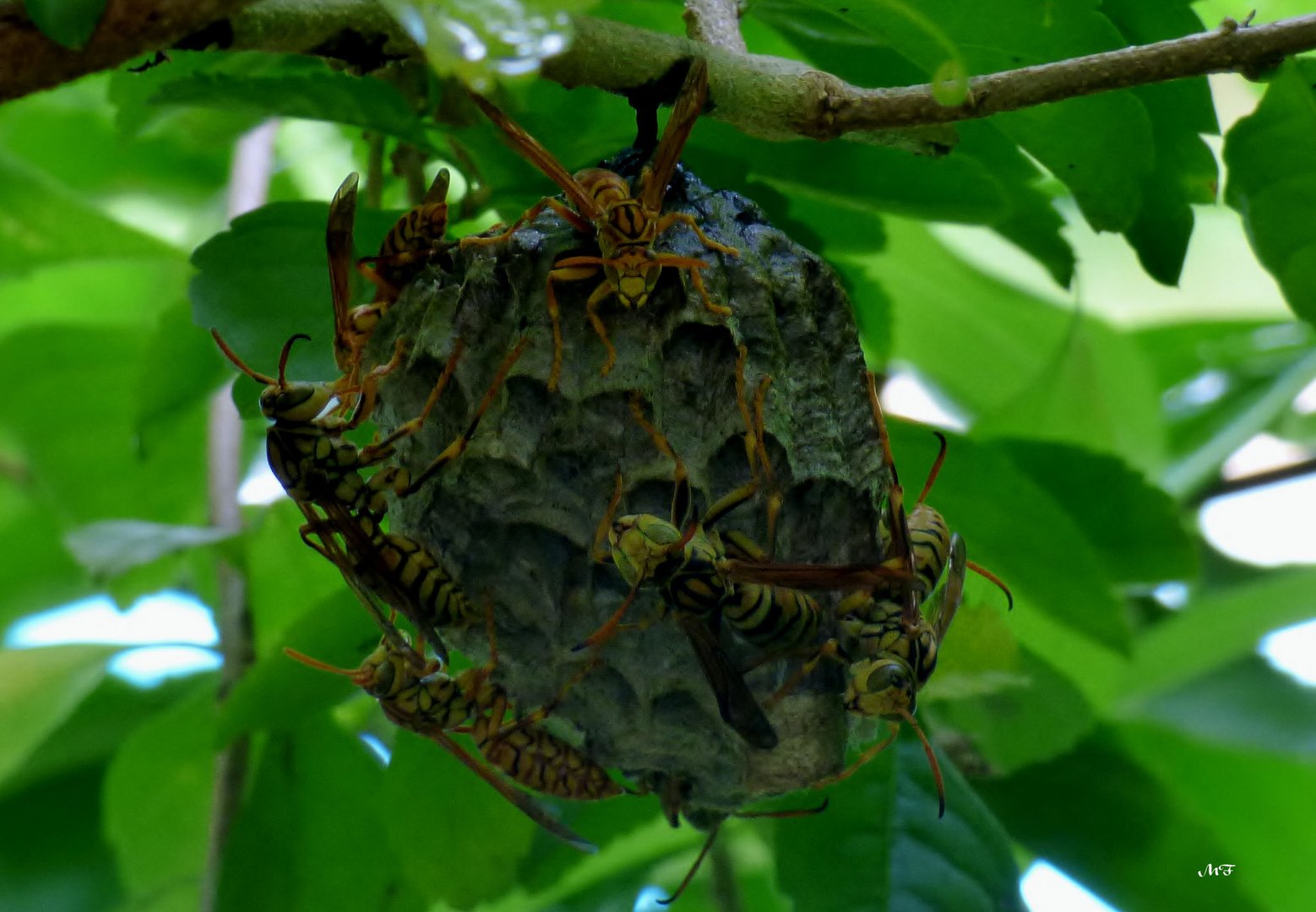 Le nid de guêpes sous ma fenêtre