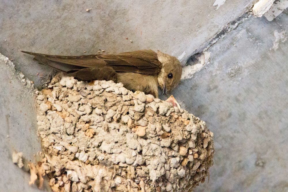 Le nid secret de l'hirondelle de rocher photo et image animaux