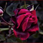 le noir et le rouge.....des roses!