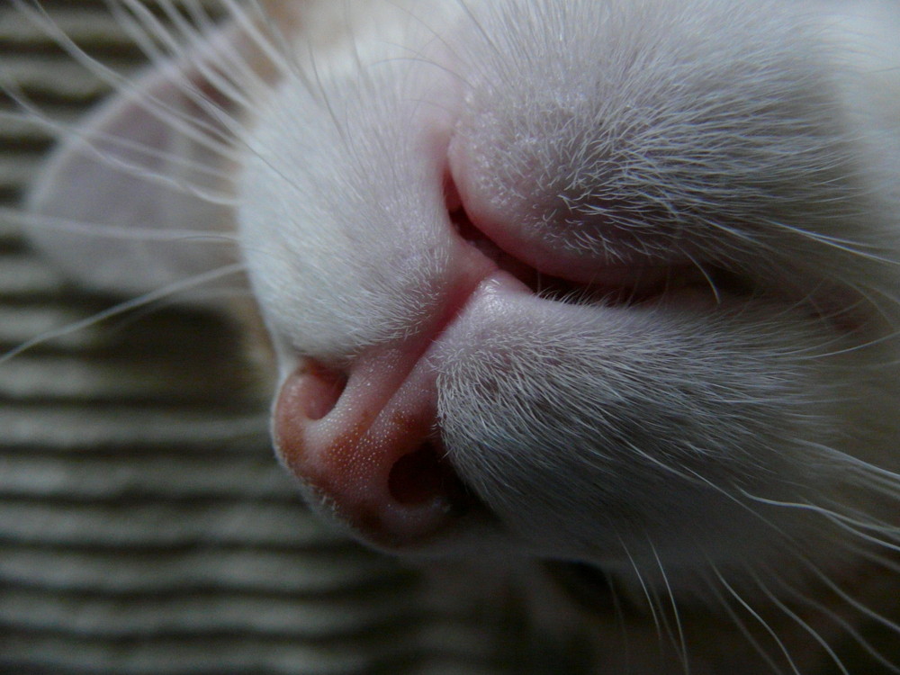 Le" nose" du chat