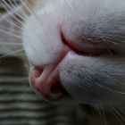 Le" nose" du chat