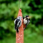Le nourrisson et sa maman