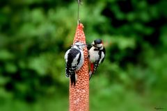 Le nourrisson et sa maman