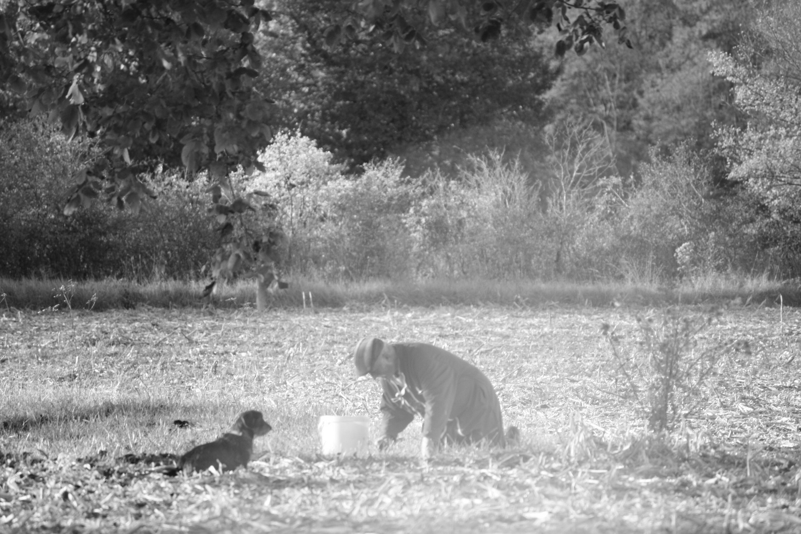 Le noyer, l'homme et son chien...