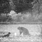 Le noyer, l'homme et son chien...