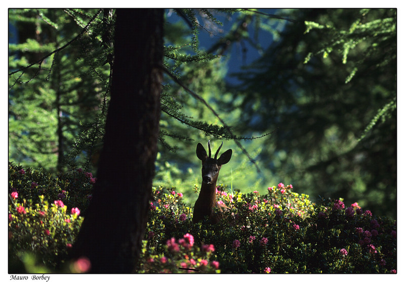 Le ombre del bosco.