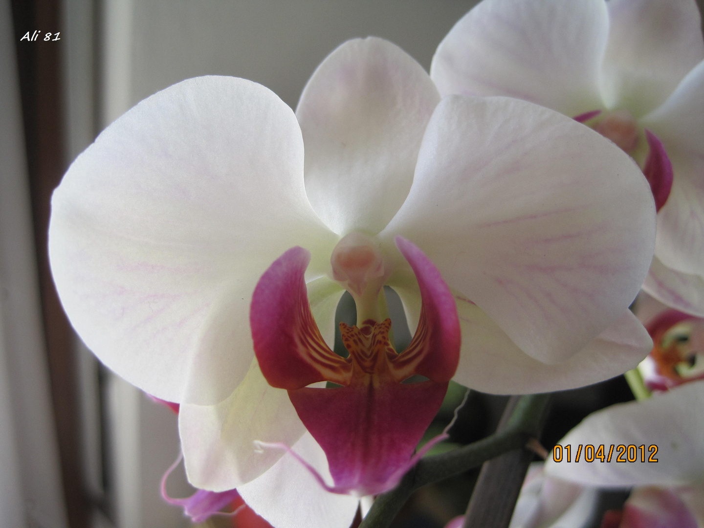 le orchidee