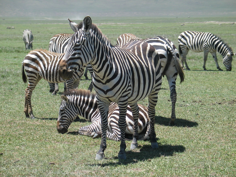 Le pacifiche zebre