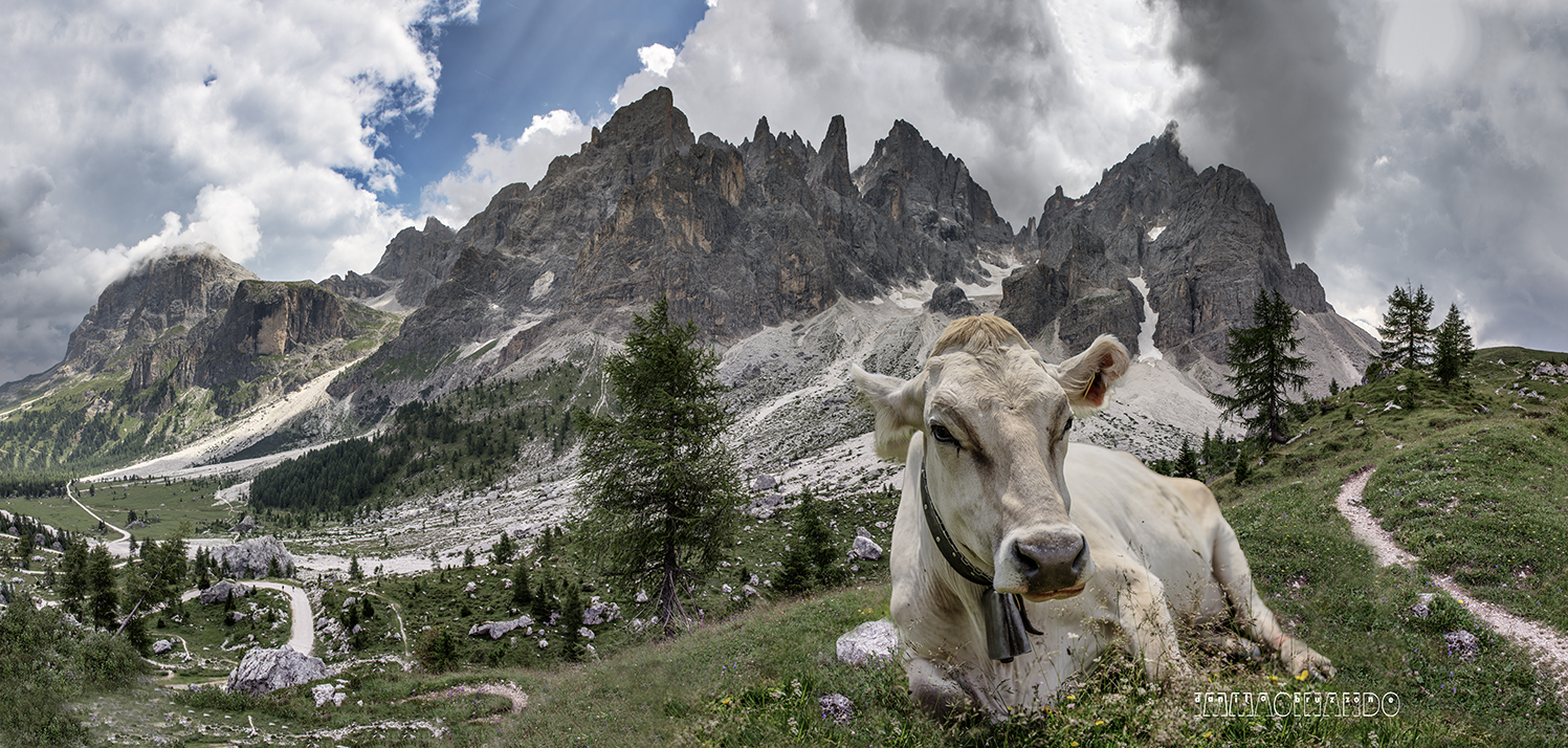 Le pale di S Martino