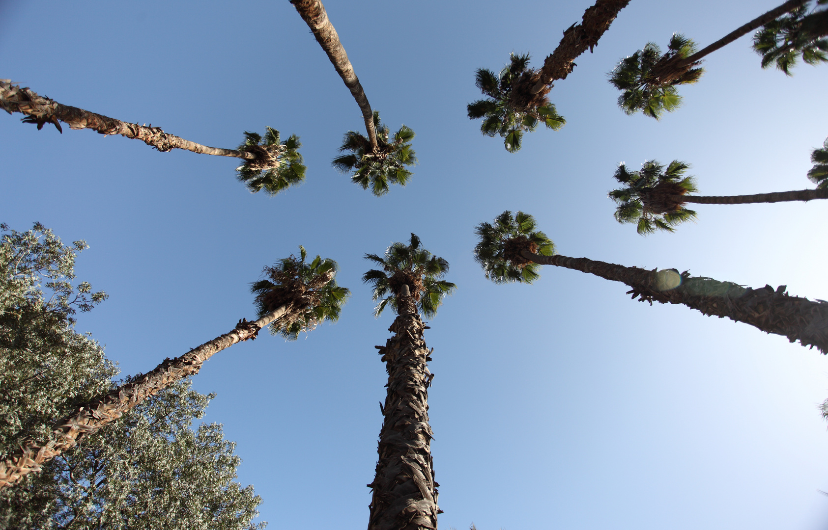 Le Palme di Marrakech