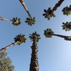 Le Palme di Marrakech