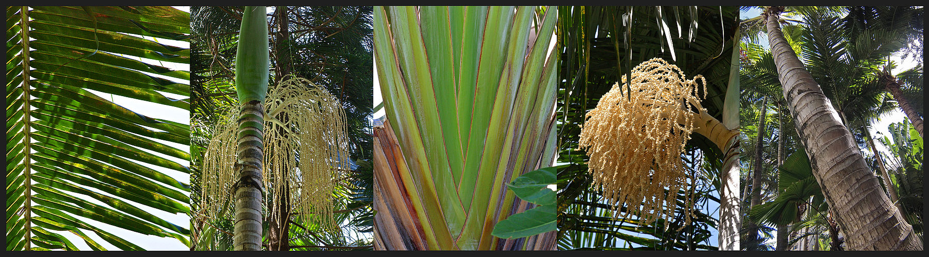 Le palmier dans tous ses états -- Die Palme in all ihren Zuständen