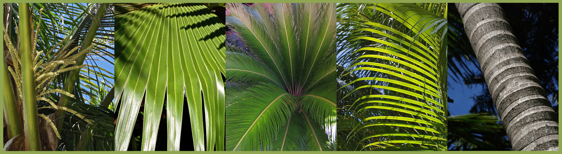 Le palmier dans tous ses états -- Variationen des Palmenbaumes