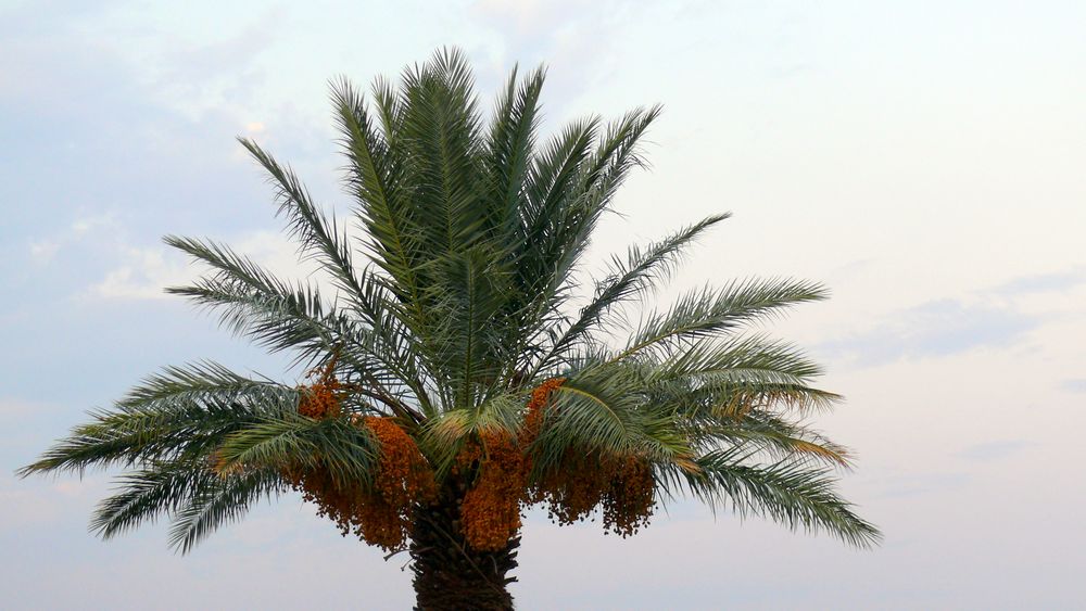 Le palmier de Laughlin