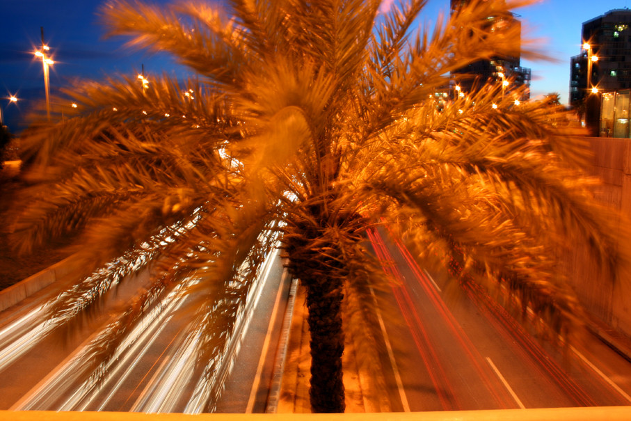 Le palmier de l'avenida de Diagonal von LaetitiaB 