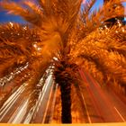 Le palmier de l'avenida de Diagonal