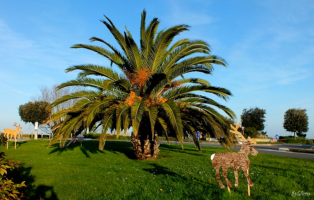 Le palmier