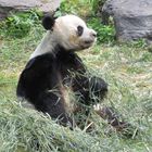 Le Panda Géant