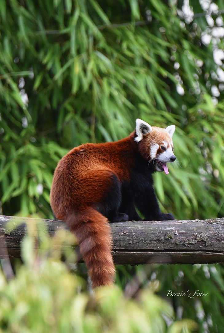 Le panda rouge