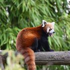 Le panda rouge