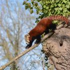 Le Panda roux au zoo d'amiens